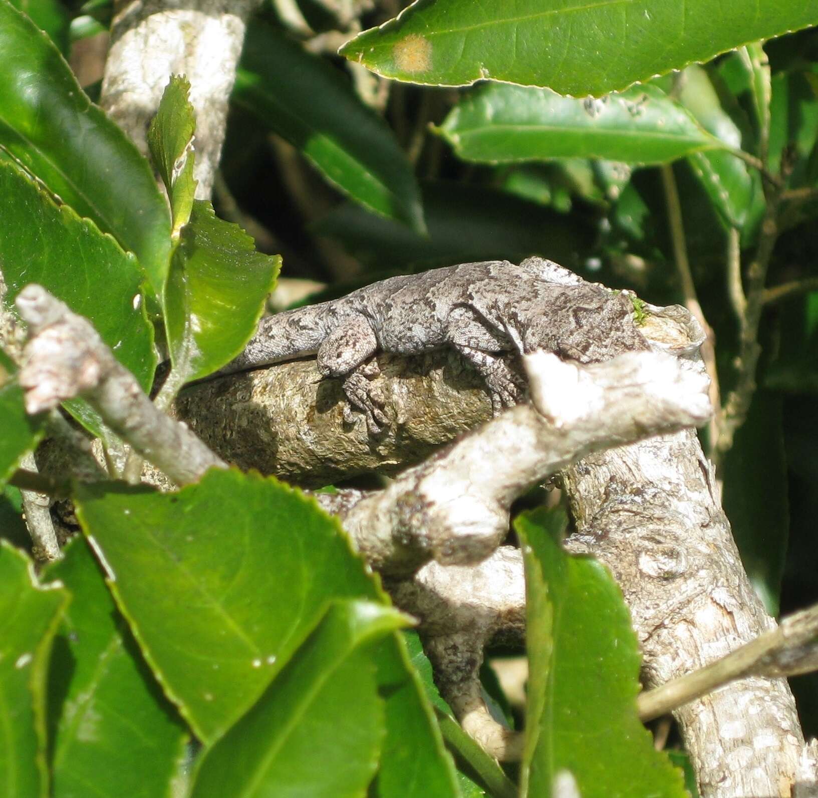 Image of Mokopirirakau Nielsen, Bauer, Jackman, Hitchmough & Daugherty (2011)