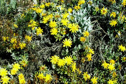 Image of Berkheya cuneata (Thunb.) Willd.