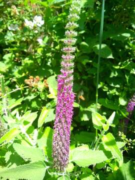 Image de Teucrium hircanicum L.