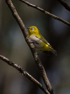 Image of Indian White-eye