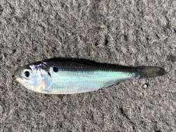 Image of Blueback Herring