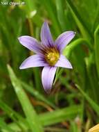 Imagem de Romulea columnae subsp. rollii (Parl.) Marais