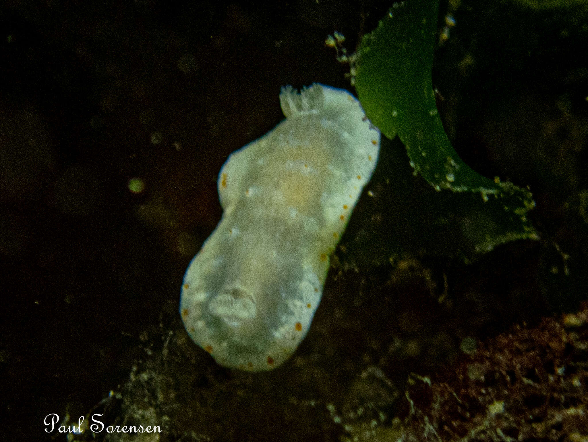 Image of Goniobranchus epicurius (Basedow & Hedley 1905)