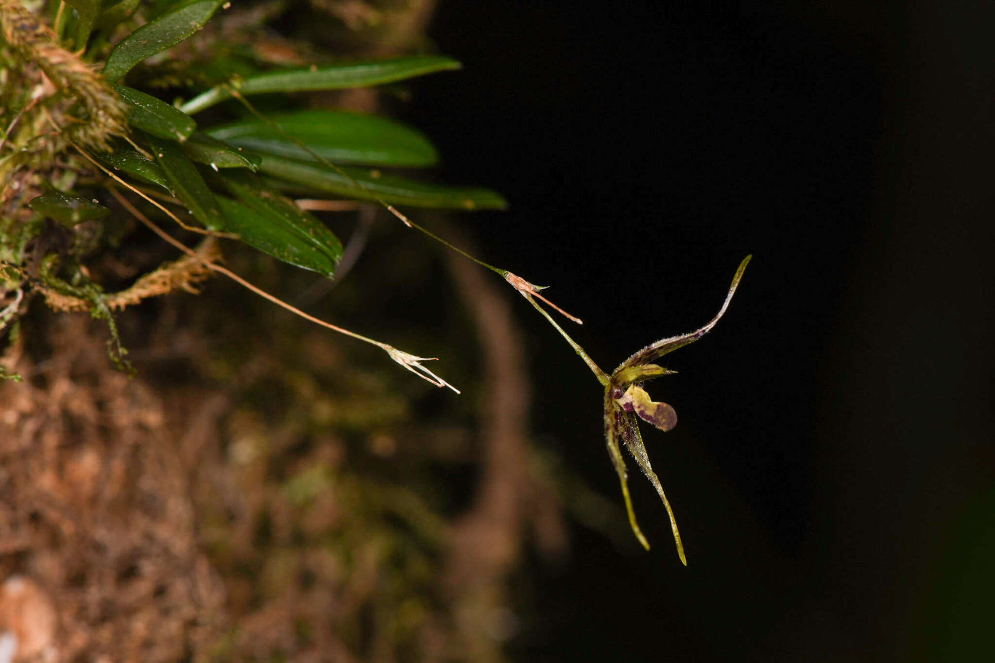 Image of Muscarella strumosa (Ames) Luer