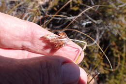 Image of Thamnochortus papyraceus Pillans