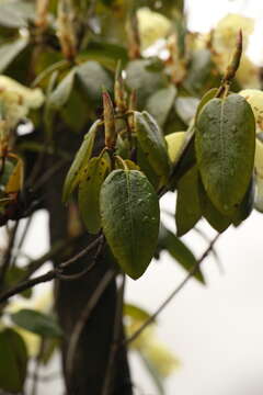 Imagem de Rhododendron campylocarpum Hook. fil.