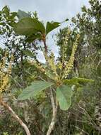 Image of Clethra scabra Pers.