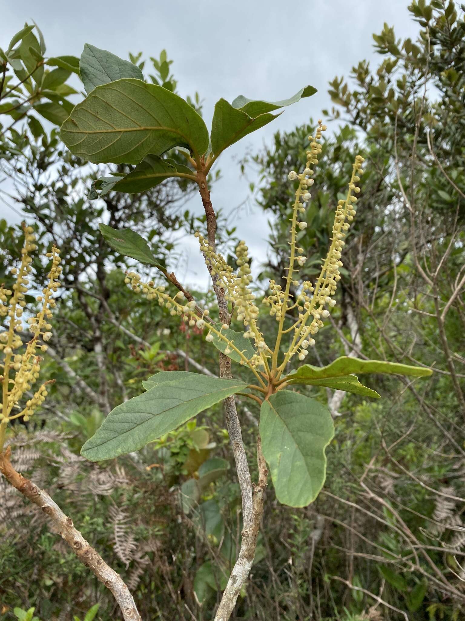 Image of Clethra scabra Pers.