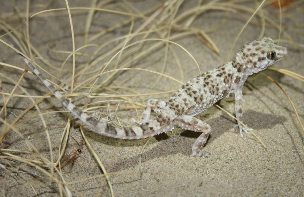 Слика од Tenuidactylus caspius (Eichwald 1831)