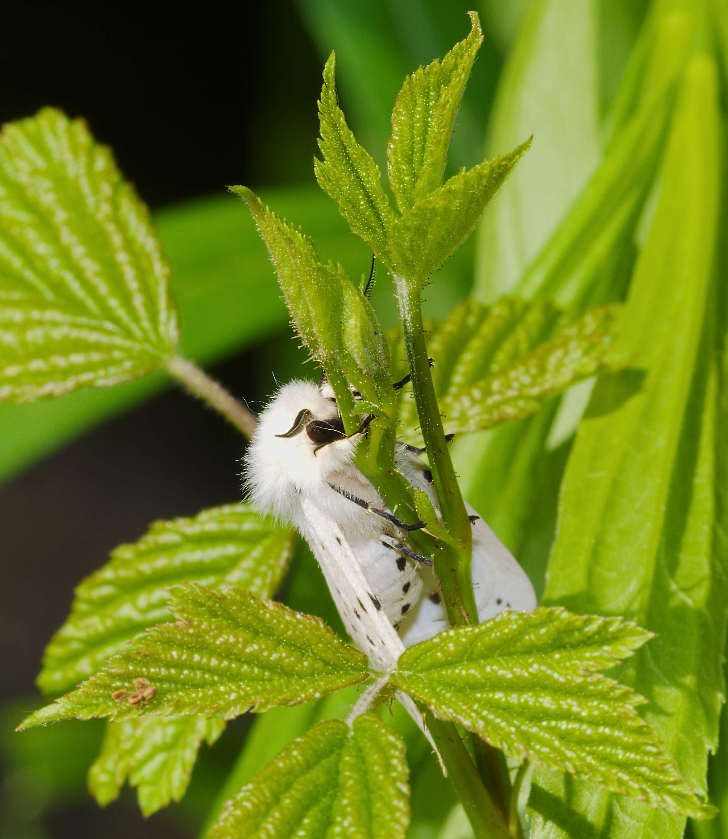 Image of white ermine