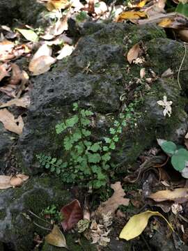 Plancia ëd Asplenium incisum Thunb.