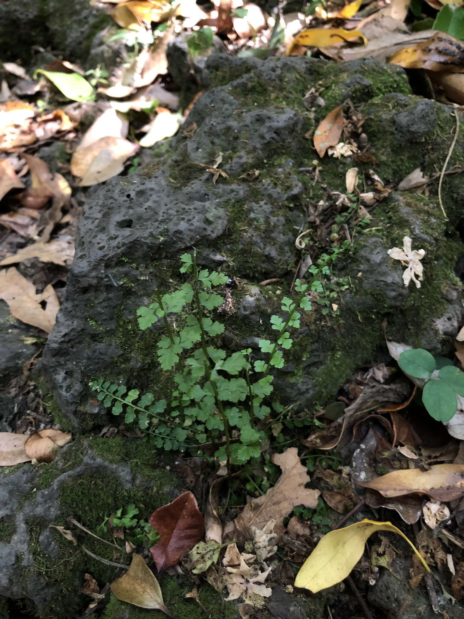 Plancia ëd Asplenium incisum Thunb.