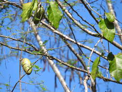 Image of Marsdenia edulis S. Wats.