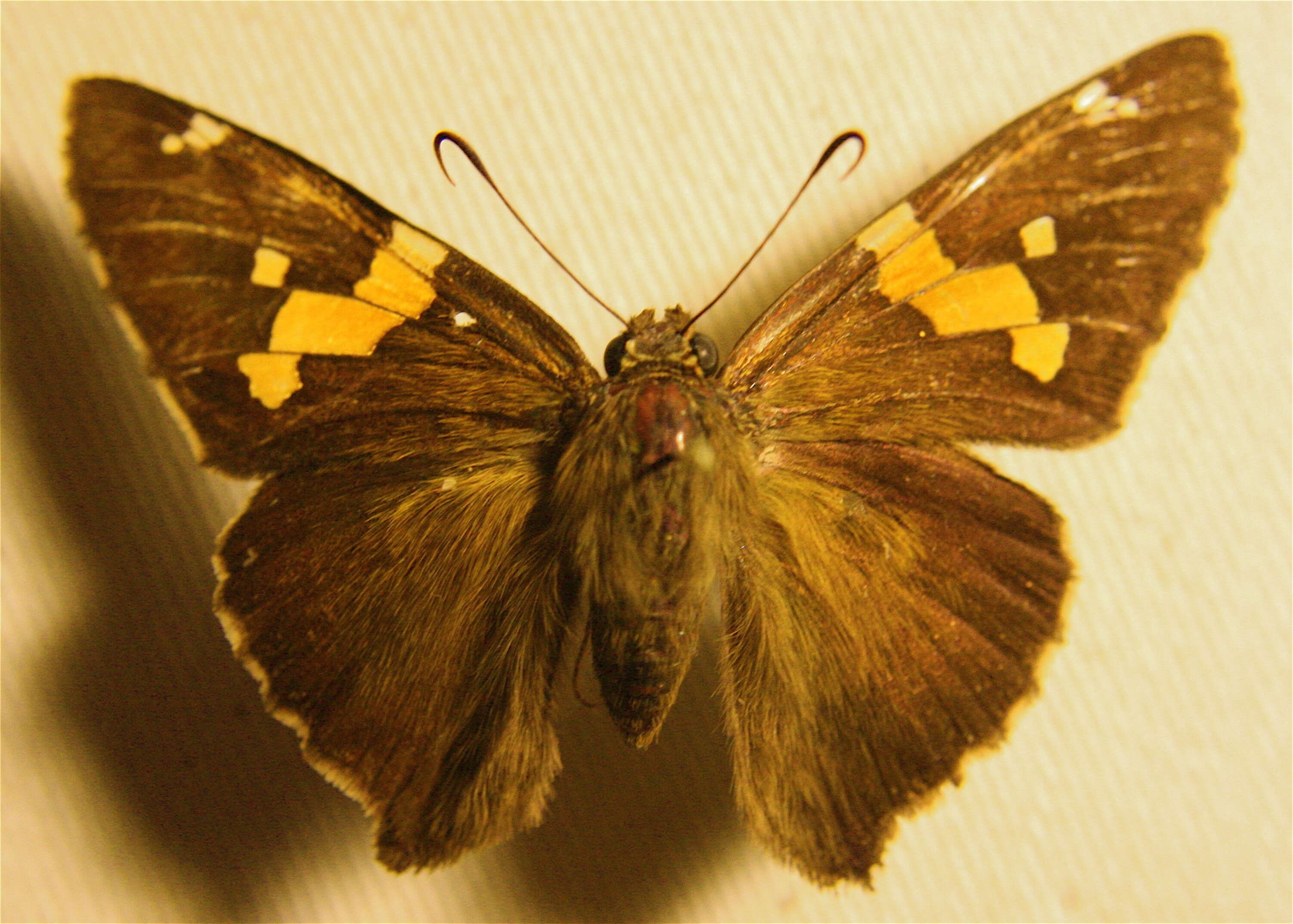 Image of Silver-spotted Skipper