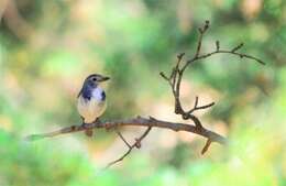 Image of Ultramarine Flycatcher