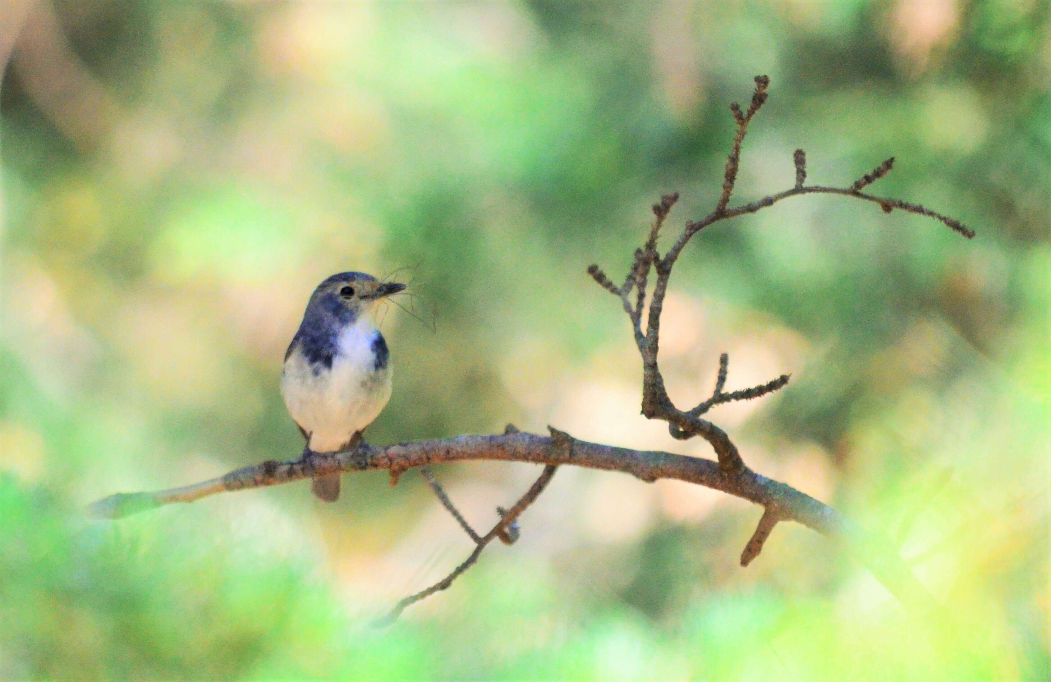 Image of Ultramarine Flycatcher