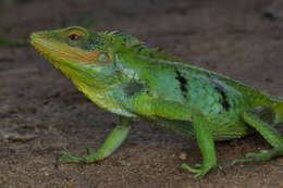 Image of Big Scaled Variable Lizard