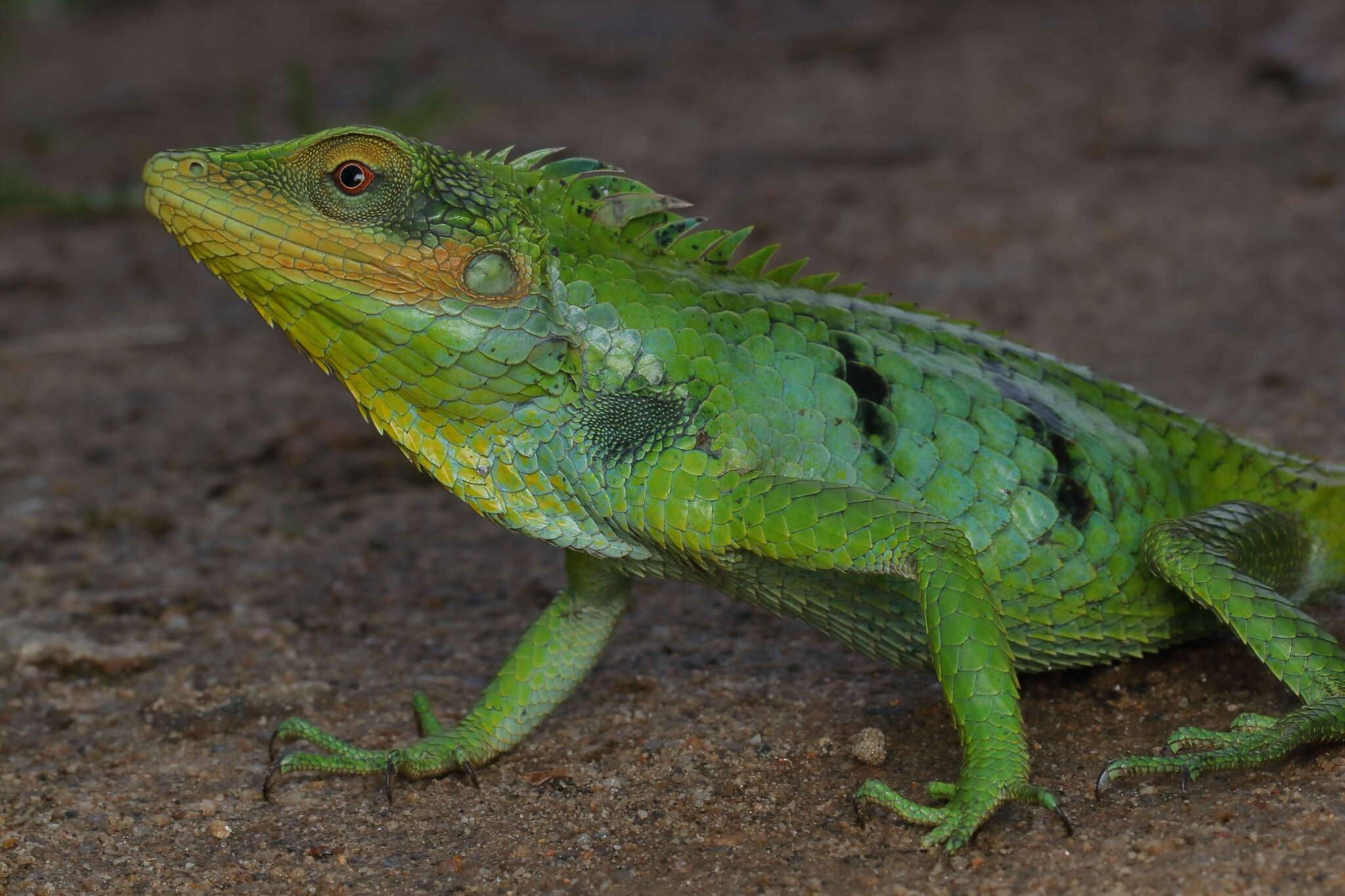 Image of Big Scaled Variable Lizard