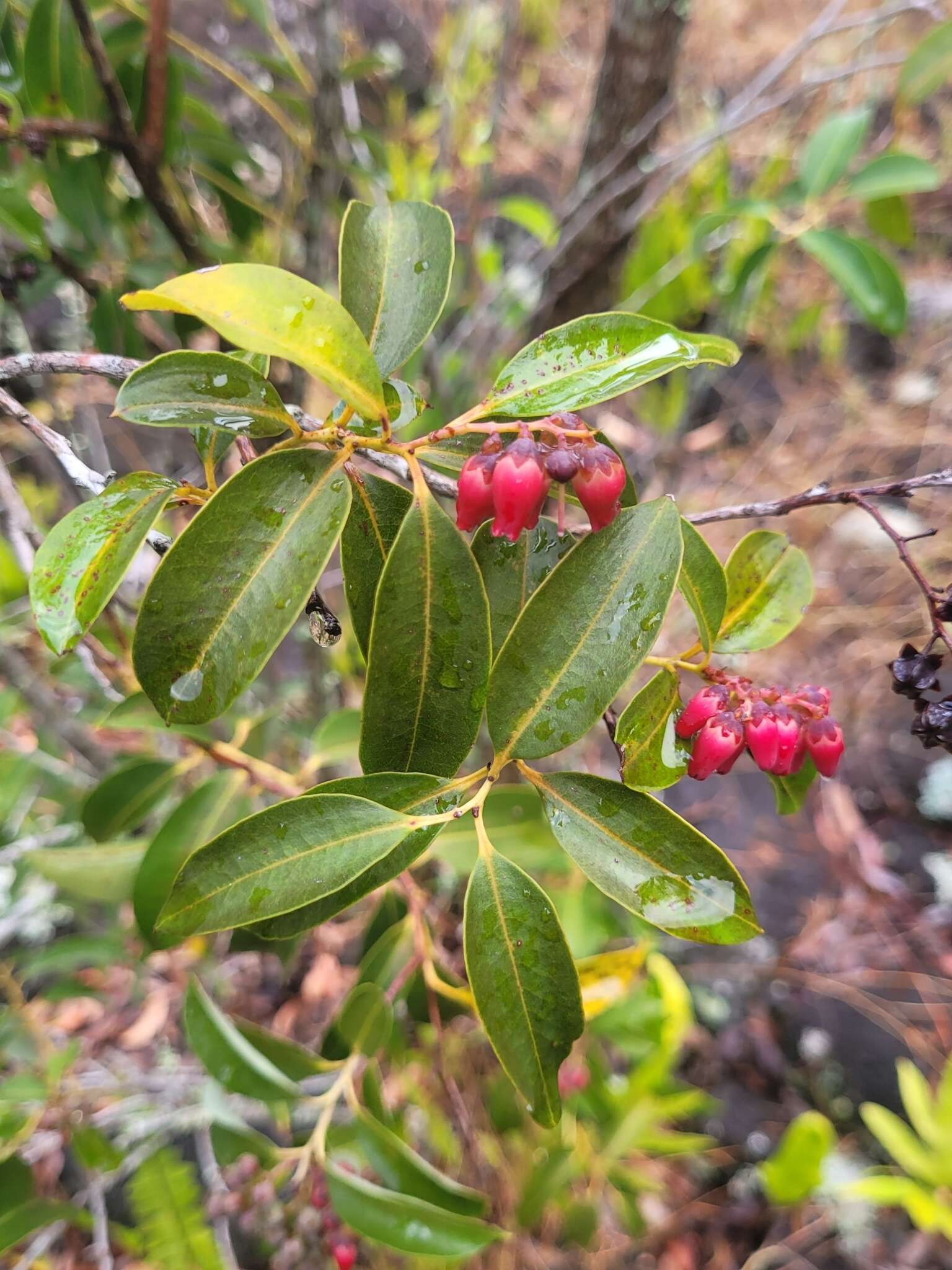 Image of Agarista salicifolia (Lam.) G. Don