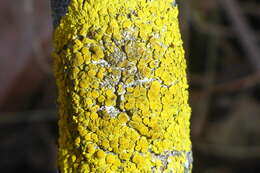 Image of Fringed candleflame lichen;   Lemon lichen