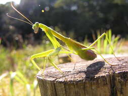 Image of Asian mantis