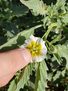 Image de Physalis acutifolia (Miers) Sandwith