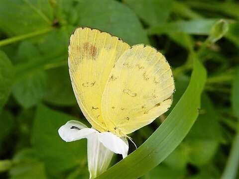 Image of Eurema blanda (Boisduval 1836)