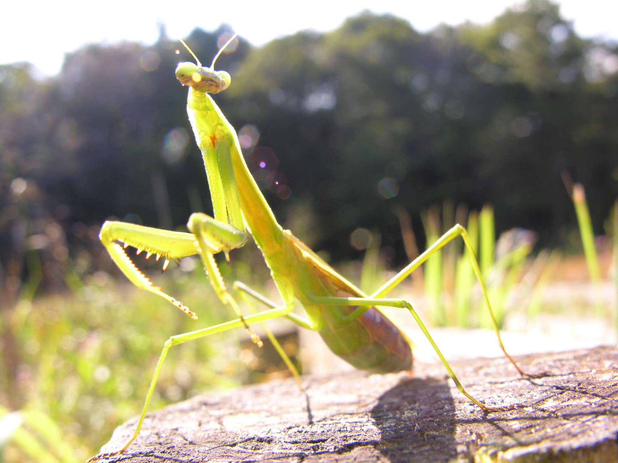 Image of Asian mantis