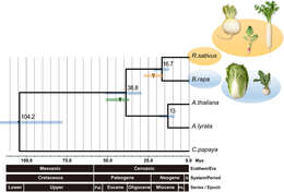 Image of Lyre-Leaf Thalecress