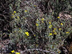 Image of Oedera humilis (Less.) N. G. Bergh