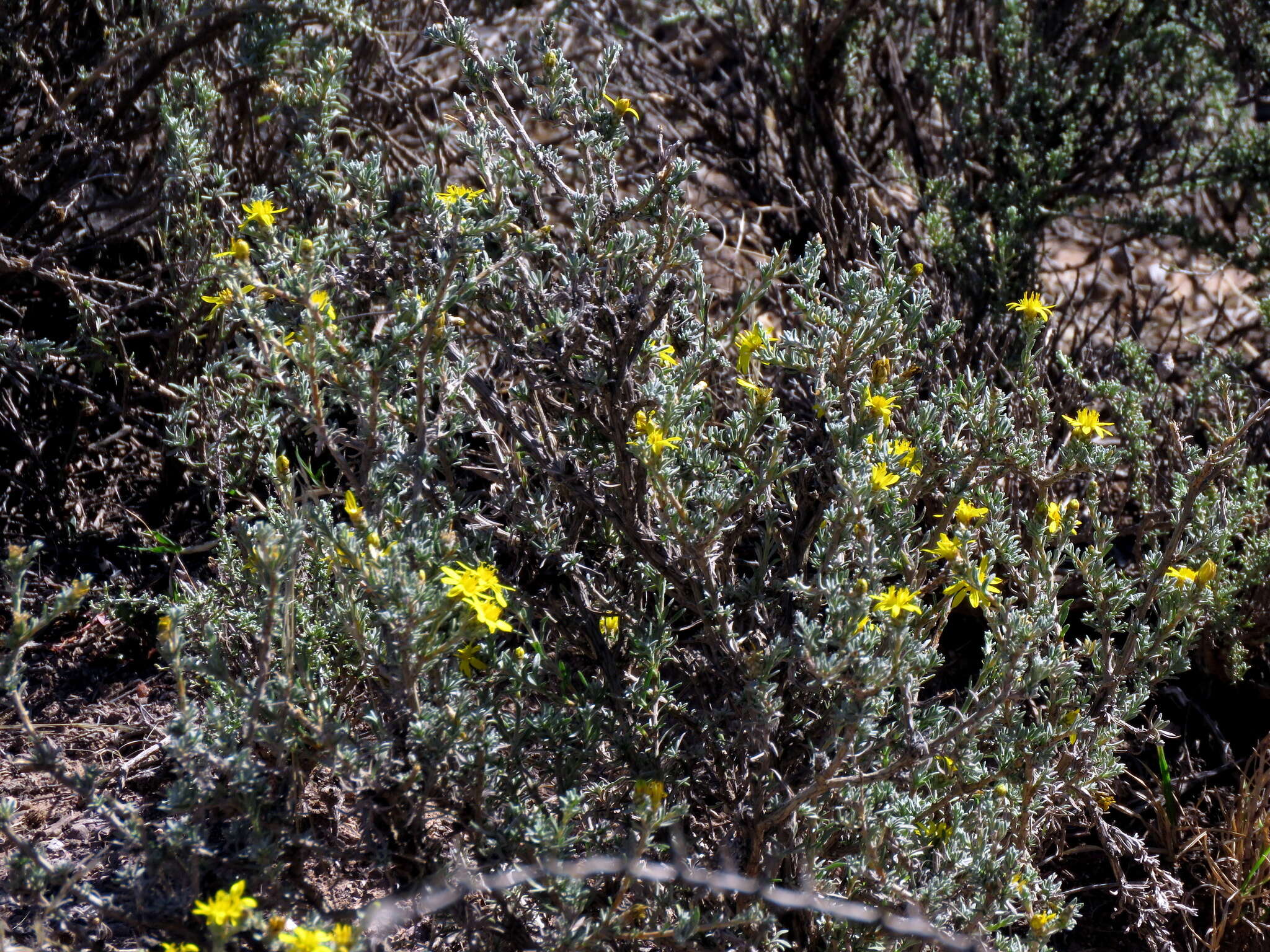 Image of Oedera humilis (Less.) N. G. Bergh