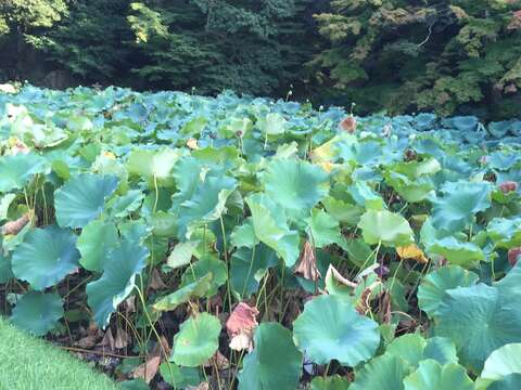 Image of sacred lotus