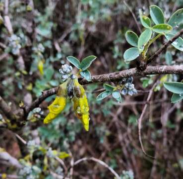 Image of Anagyris foetida L.