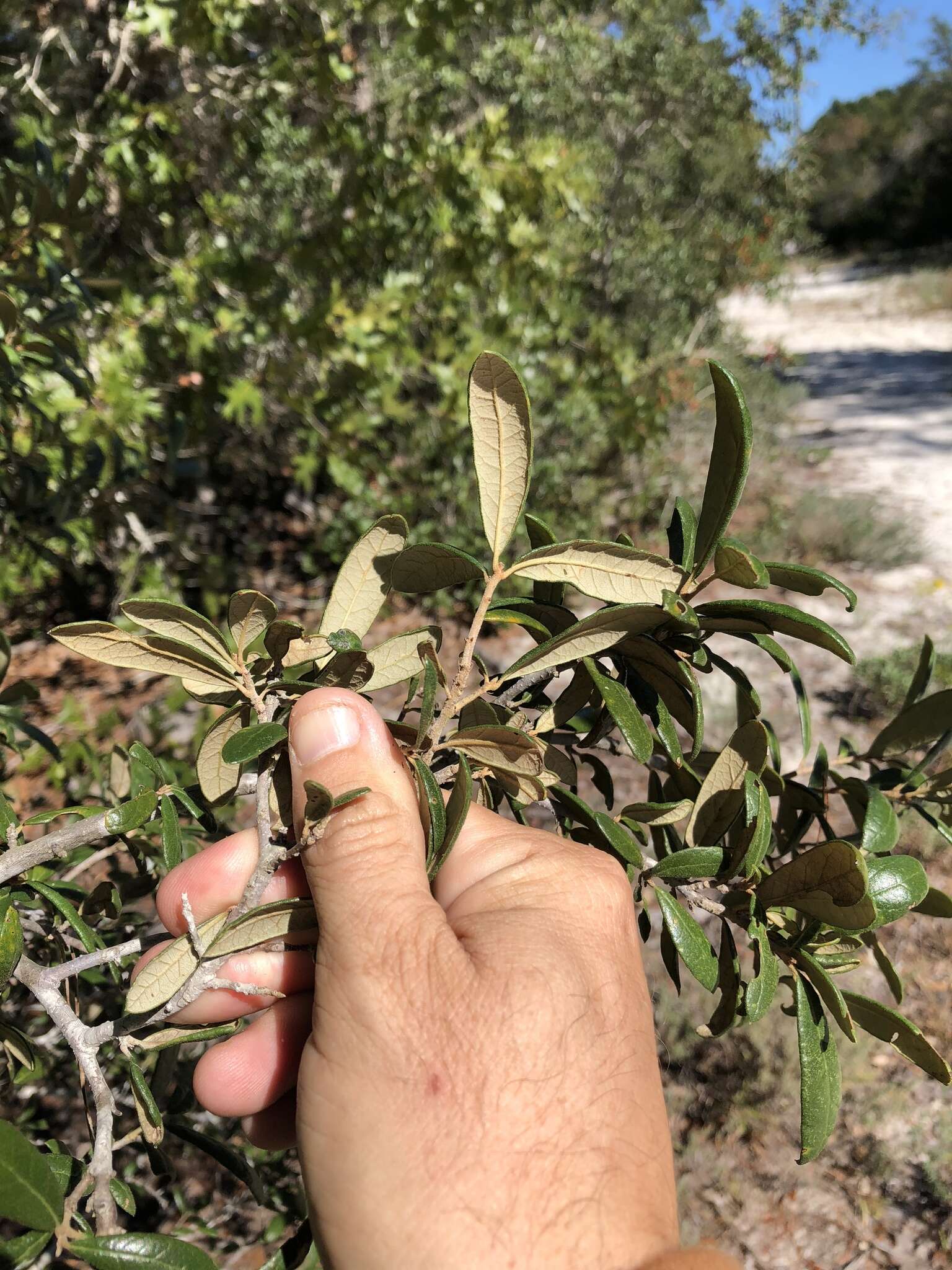 Imagem de Quercus geminata Small