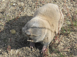 Image of Greater Blind Mole Rat