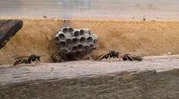 Image of European Paper Wasp