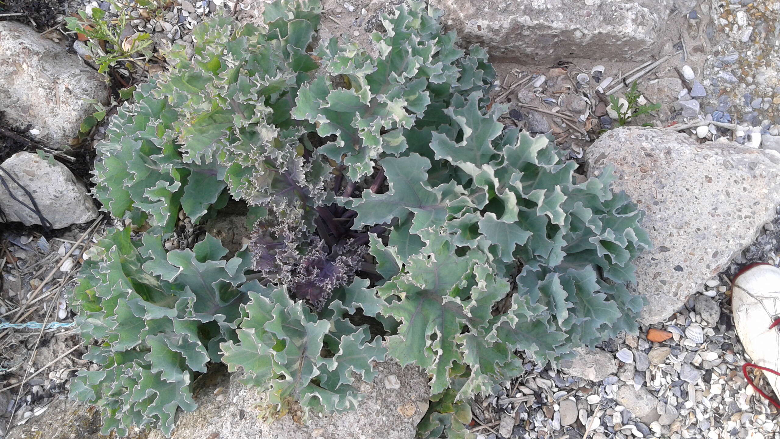 Image of sea kale