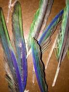 Image of Brown-hooded Parrot