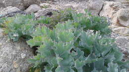 Image of sea kale