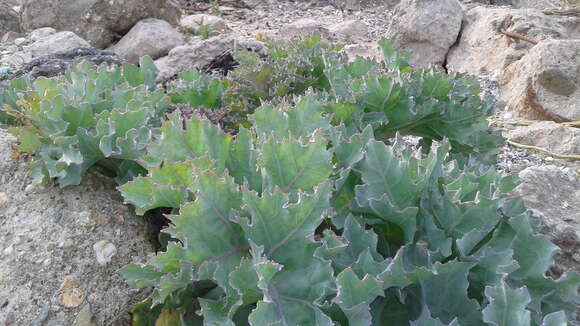 Image of sea kale