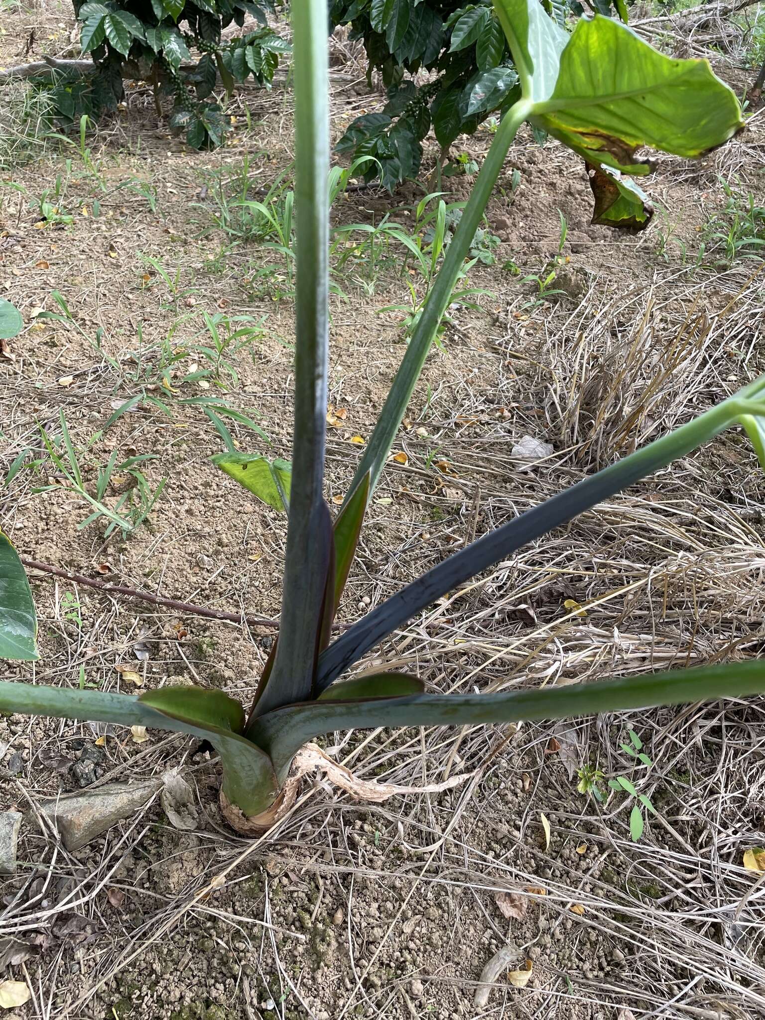 Image of arrowleaf elephant's ear