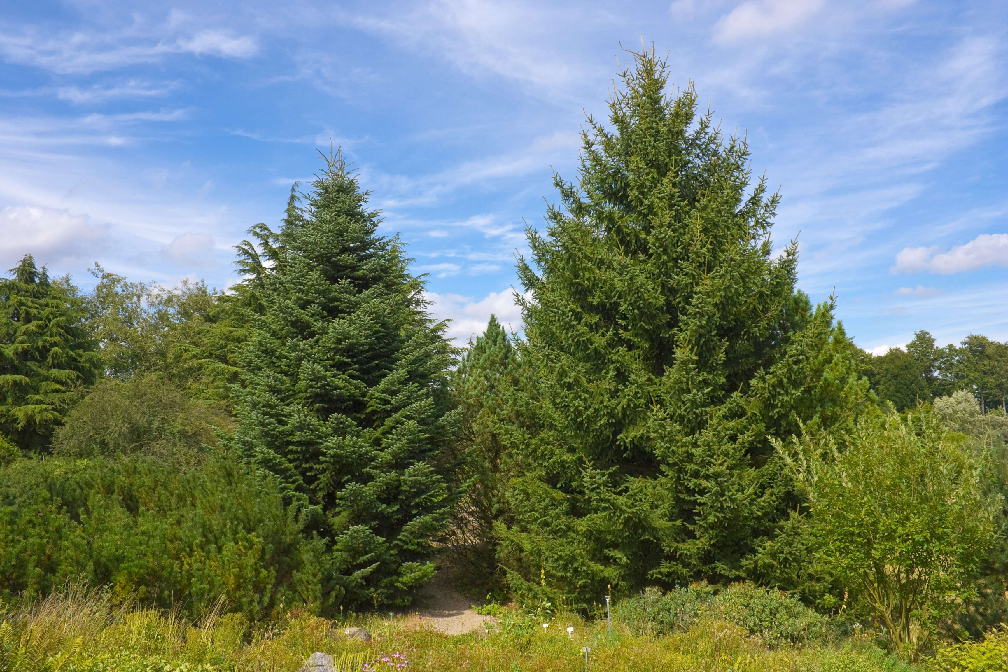 Image of Grecian Fir