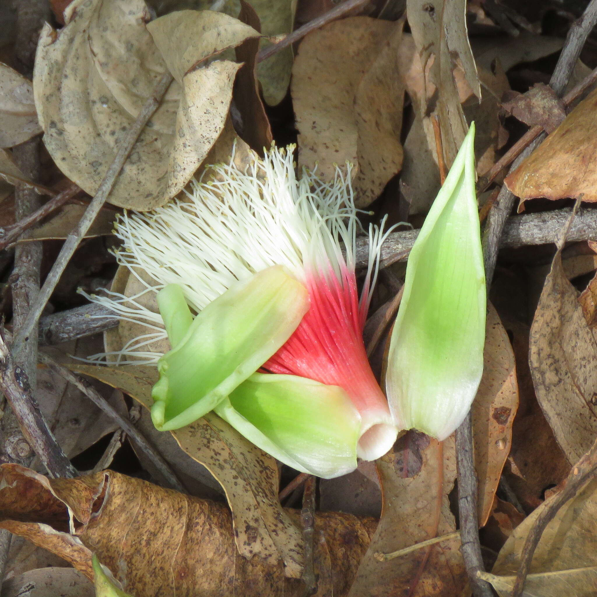 Image of Planchonia careya (F. Muell.) R. Knuth