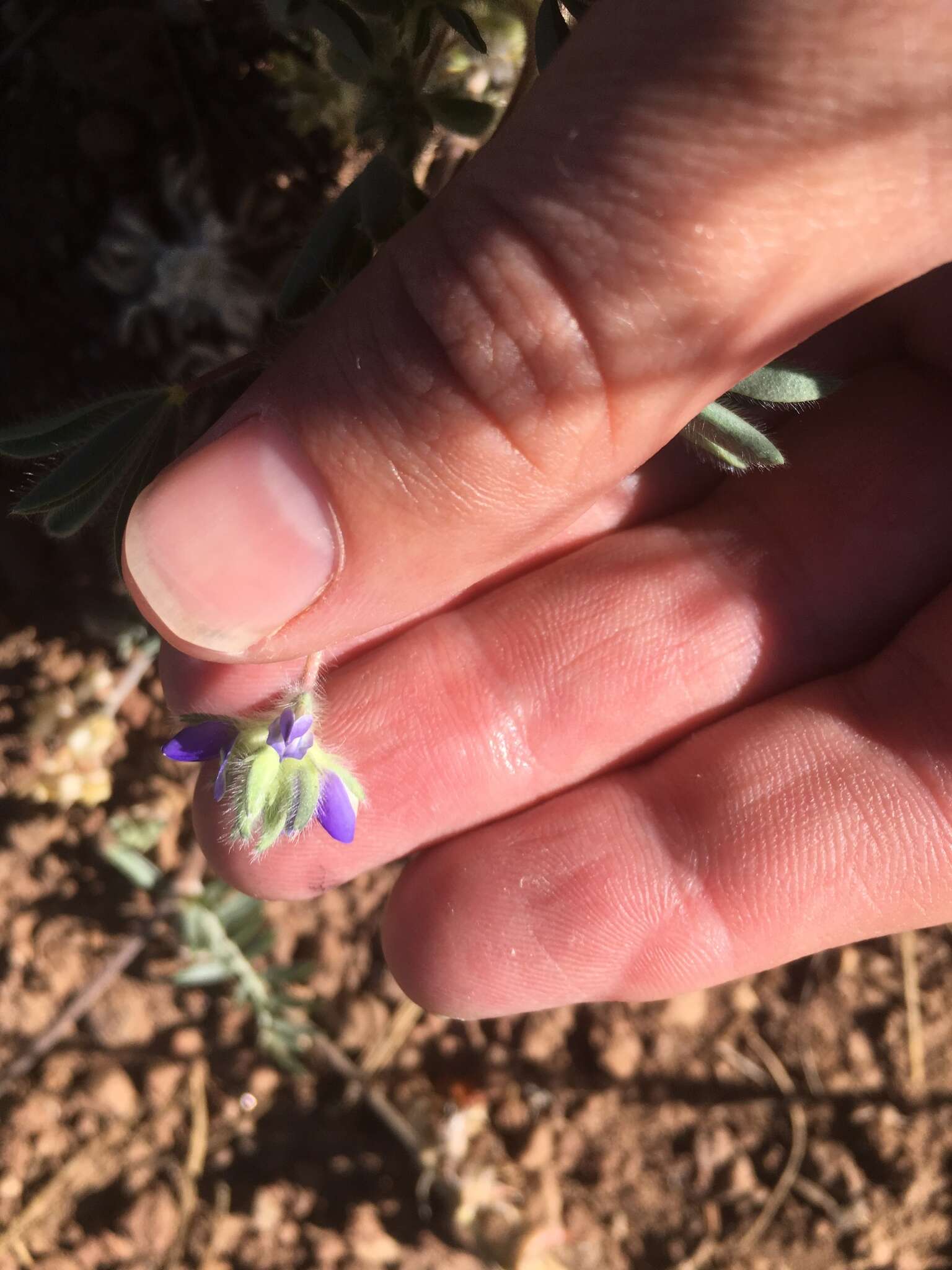 Plancia ëd Lupinus kingii S. Watson