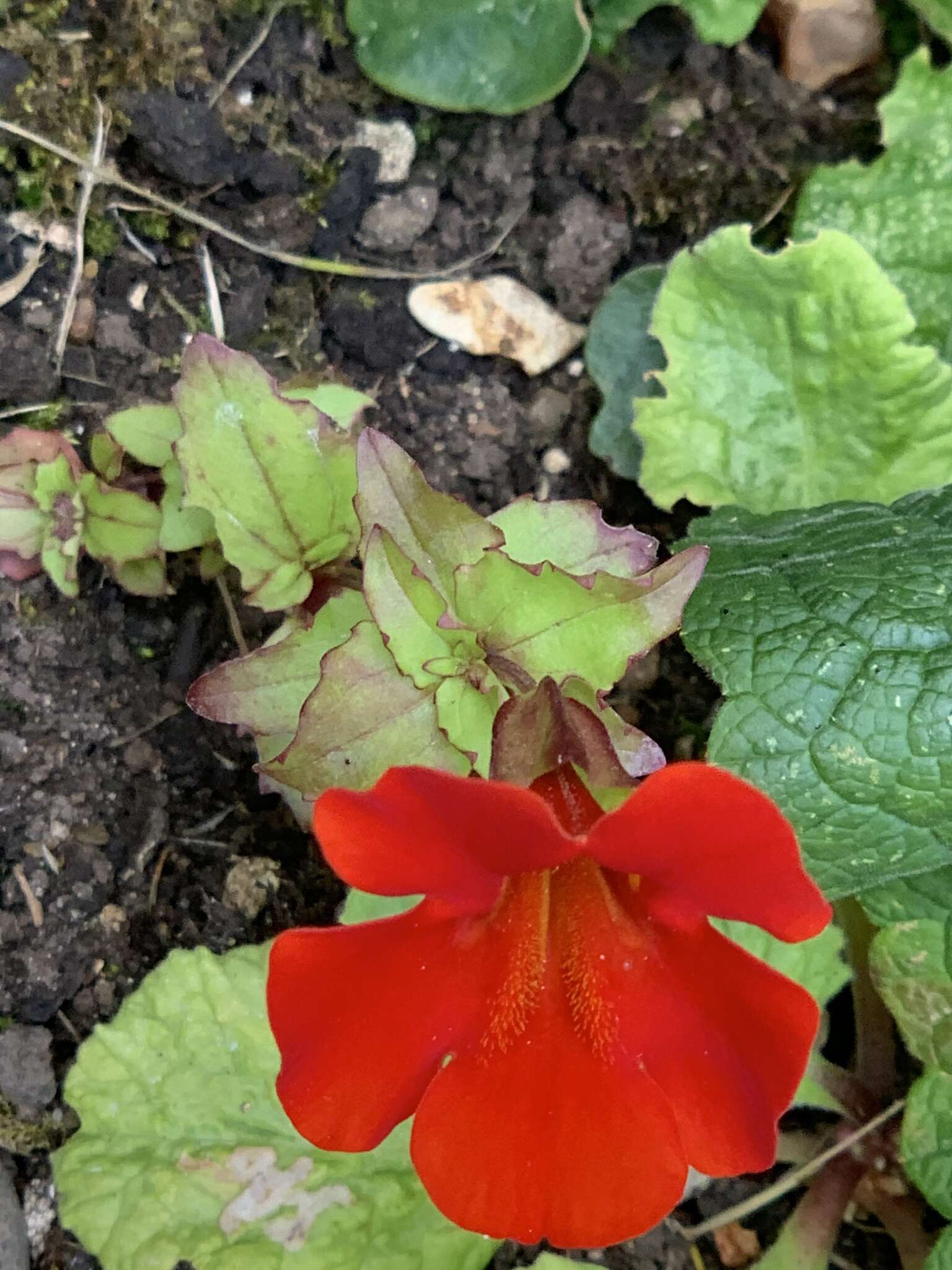 Image of Erythranthe hybrida (Siebert & Voss) Silverside