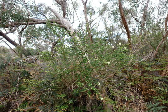 Image of bottlebrush teatree