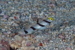 صورة Stonogobiops xanthorhinica Hoese & Randall 1982