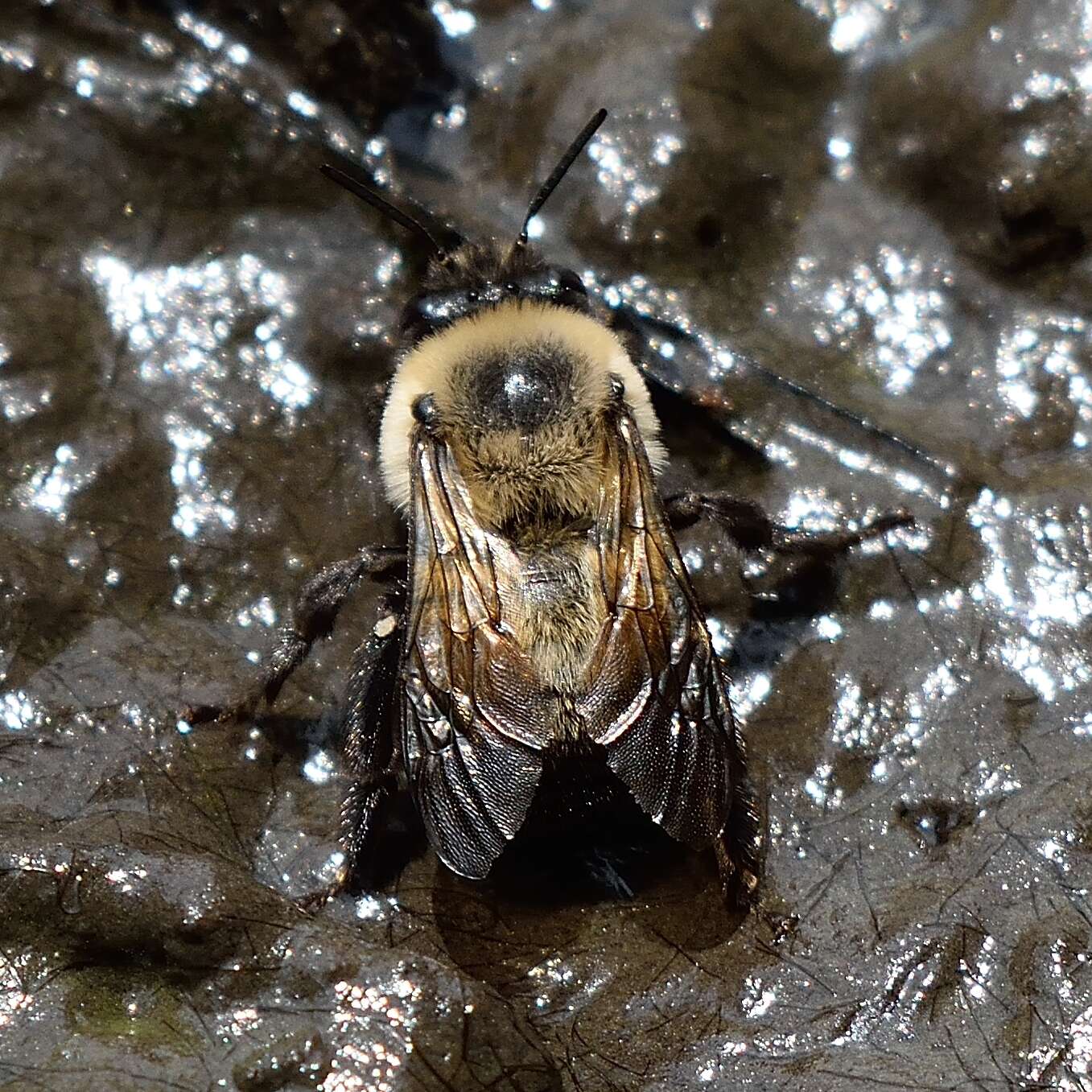 Image of Bumble-bee-mimic Anthophora