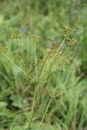 Image of Eleutherospermum cicutarium (M. Bieb.) Boiss.