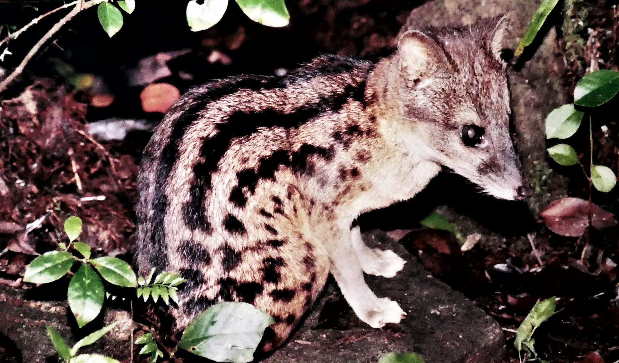 Image of Malagasy civet